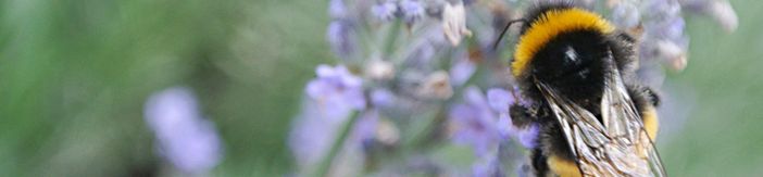 Eine Hummel sitzt auf einer lilafarbenen Blüte
